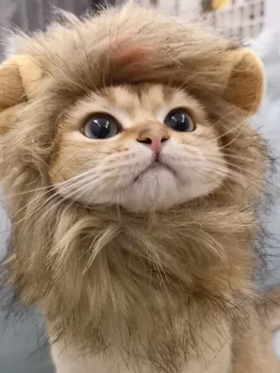 Lion Mane Cat Costume
