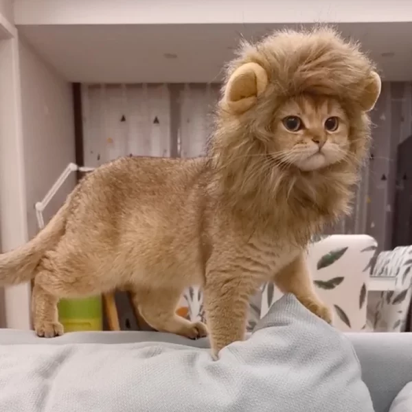 Lion Mane Cat Costume - Image 3