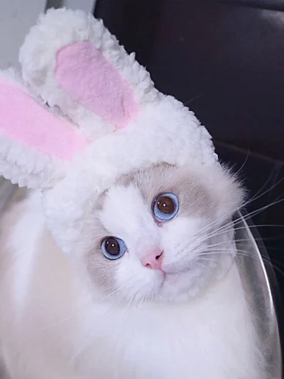 Hoppy Little Easter  Costume.  Sweet, Silly, and Spring‑Ready
