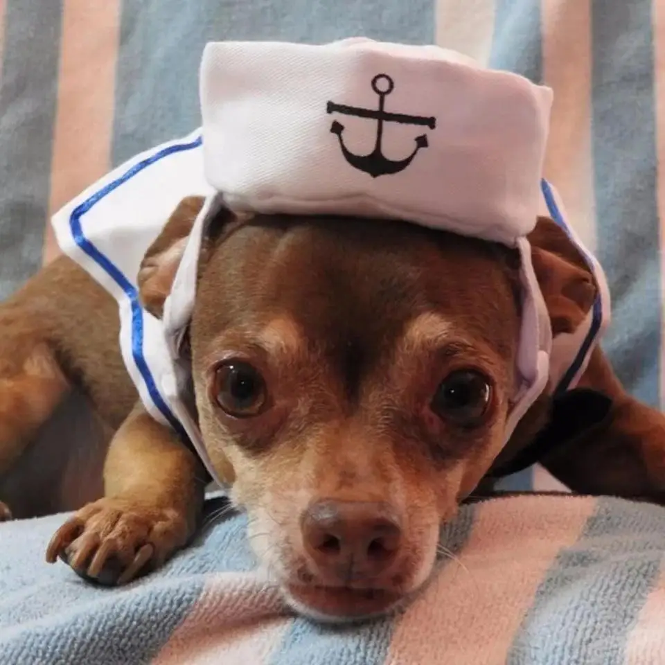 Seaside Sailor Kitty Suit. Nautical, Charming, and Ready to Set Sail - Image 9