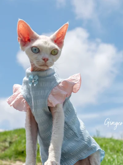Homemade Kitty Couture Dress.   Artisan Crafted, One‑of‑a‑Kind Cat Apparel