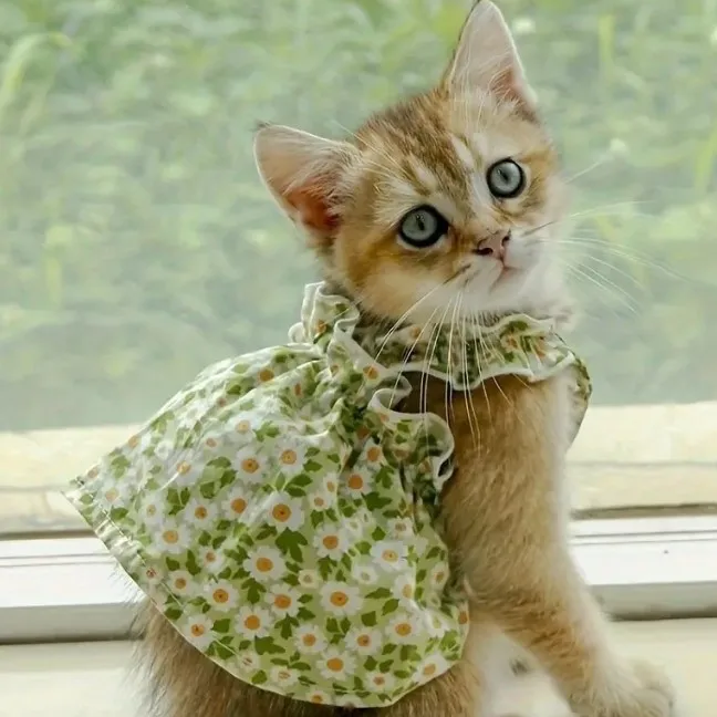 Summer Blossom Kitty Dress. Romantic Floral Party Outfit for Cats - Image 5