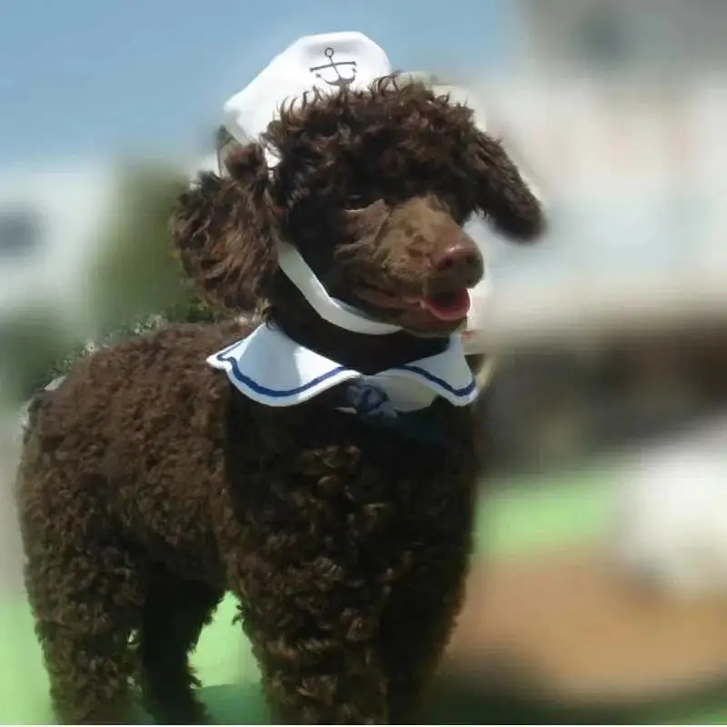 Seaside Sailor Kitty Suit. Nautical, Charming, and Ready to Set Sail - Image 7