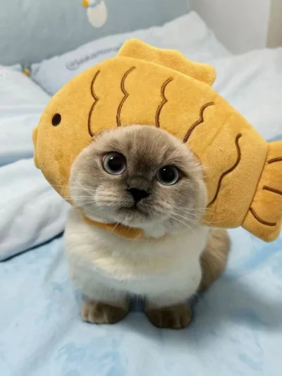 Fin-tastic Kitty Fish Costume. Cute, Silly, and Totally Splash‑Worthy