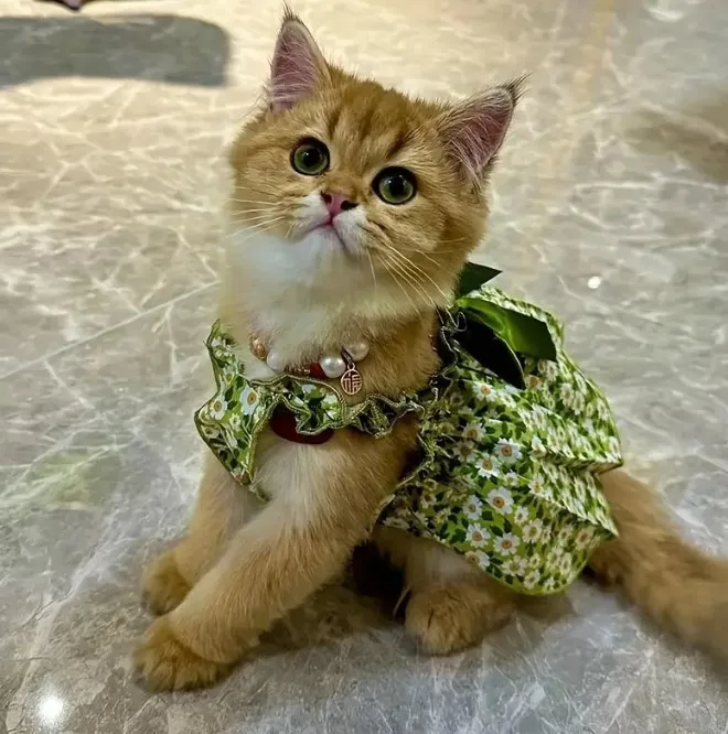 Summer Blossom Kitty Dress. Romantic Floral Party Outfit for Cats - Image 4