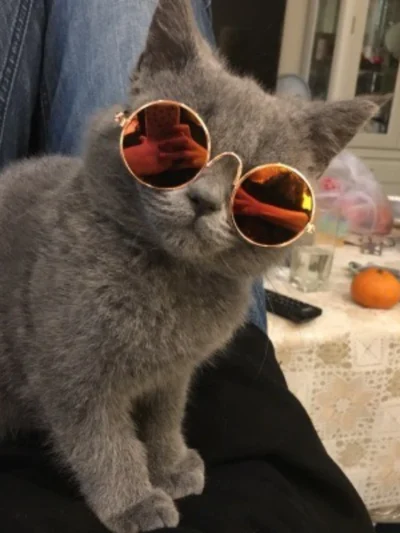 Kitty Cool Sunglasses.  Colorful Reflective Photo‑Ready Shades for Cats