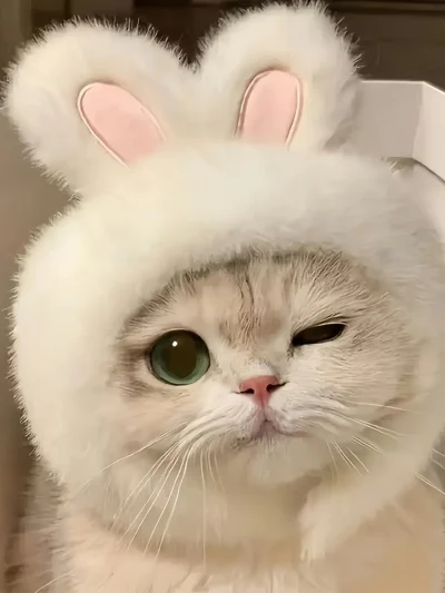 Bouncy Bunny Kitty Ears.  Sweet, Simple, and Spring‑Ready