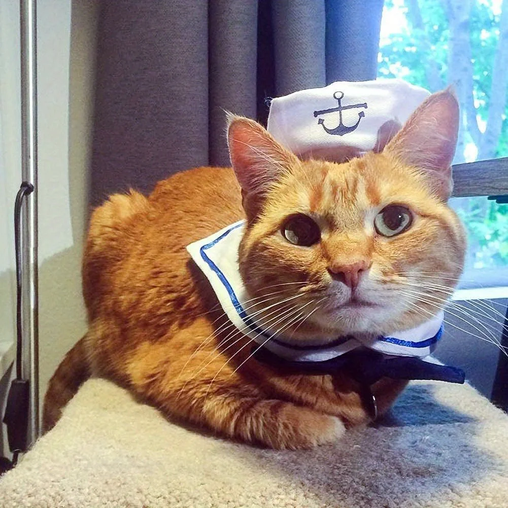 Seaside Sailor Kitty Suit. Nautical, Charming, and Ready to Set Sail - Image 5