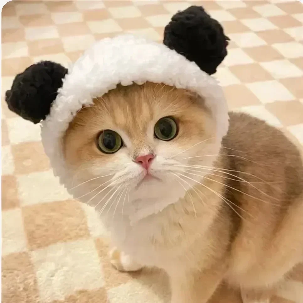 ⭐ Cute Cat Wig Costume – Funny Pet Hat with Ears for Cats & Small Dogs - Image 11