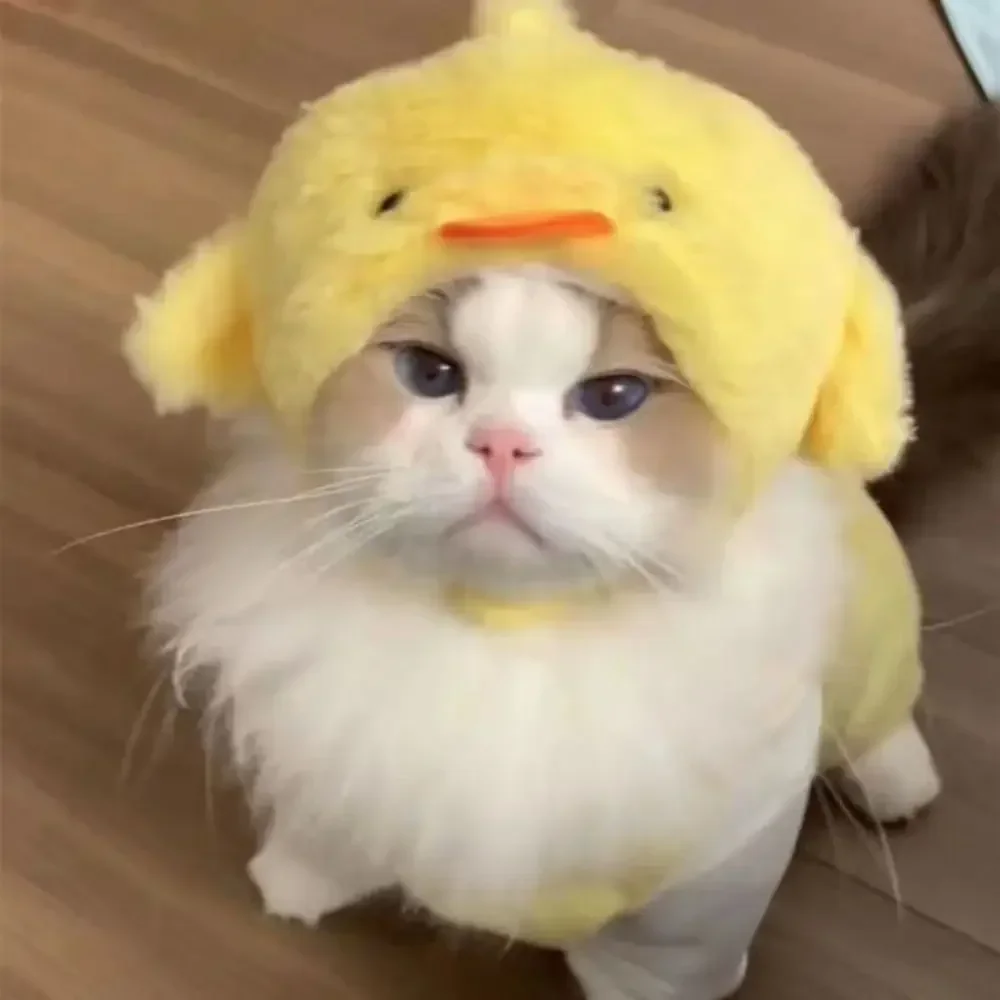 ⭐ Cute Cat Wig Costume – Funny Pet Hat with Ears for Cats & Small Dogs - Image 19