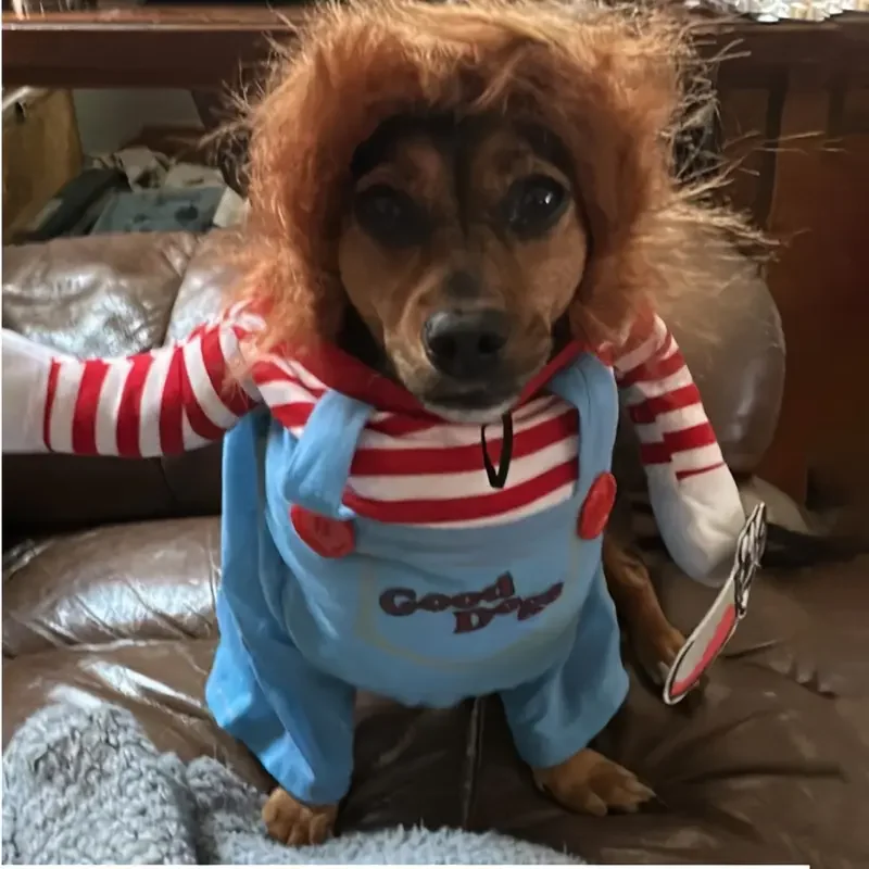 ⭐ Funny Bloody Doll Pet Transformation Costume - Image 12
