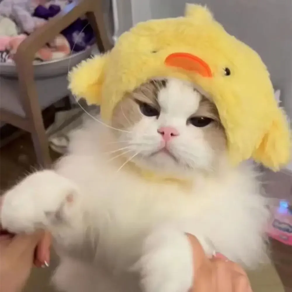 ⭐ Cute Cat Wig Costume – Funny Pet Hat with Ears for Cats & Small Dogs - Image 16