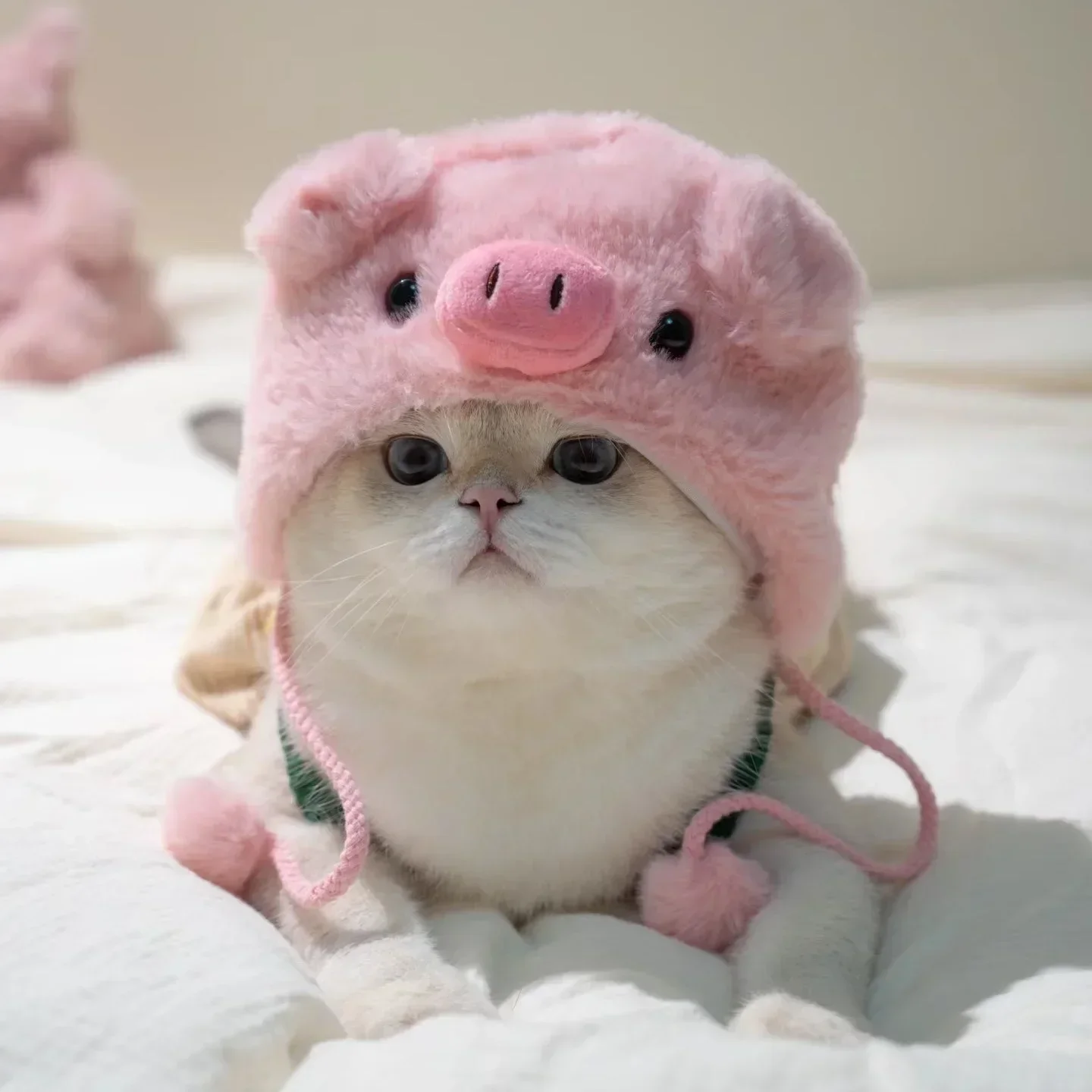⭐ Cute Cat Wig Costume – Funny Pet Hat with Ears for Cats & Small Dogs - Image 8