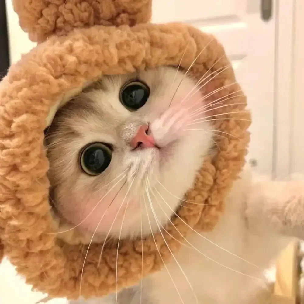 ⭐ Cute Cat Wig Costume – Funny Pet Hat with Ears for Cats & Small Dogs - Image 18