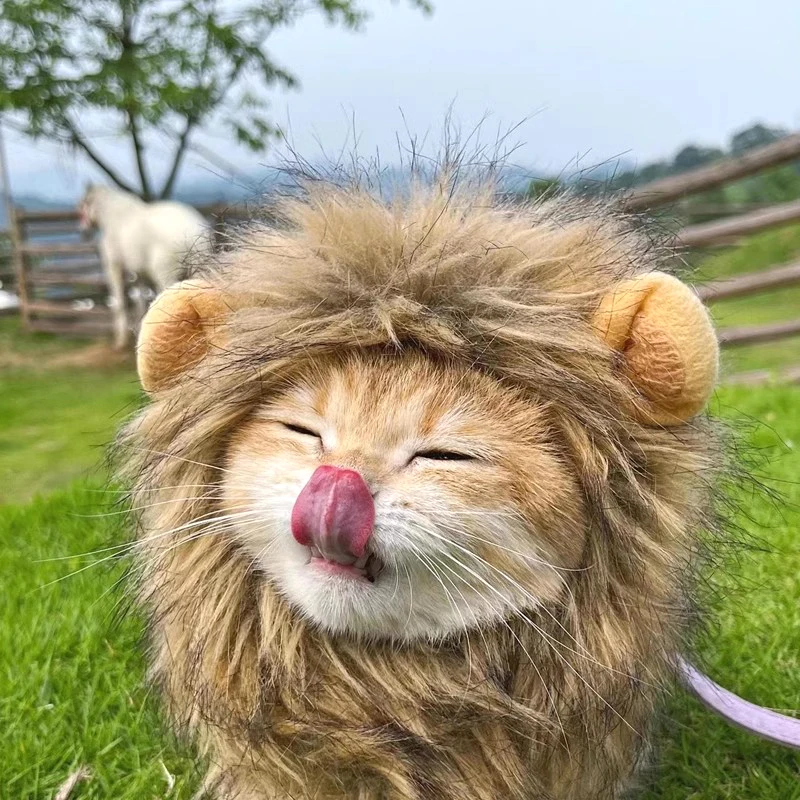 ⭐ Hear Me Roar... Meow! - Image 20