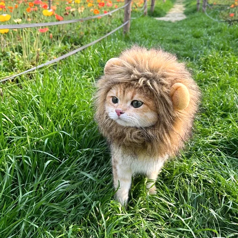 ⭐ Hear Me Roar... Meow! - Image 17
