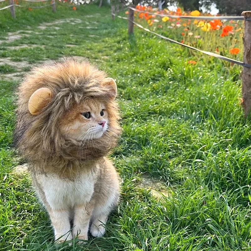 ⭐ Hear Me Roar... Meow! - Image 18